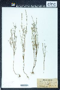 Linum virginianum image