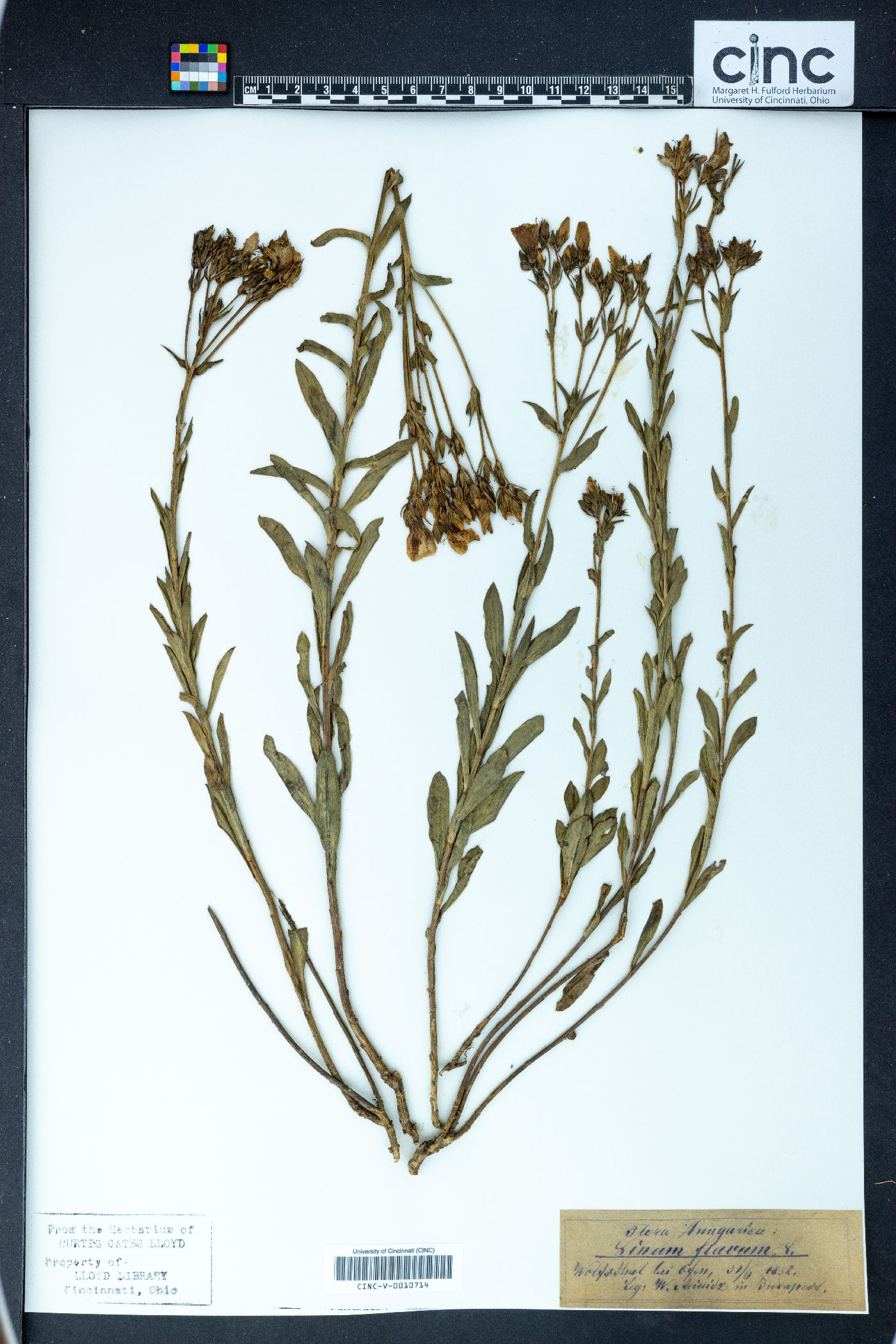 Linum flavum image