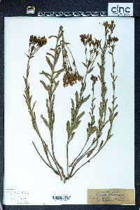 Linum flavum image