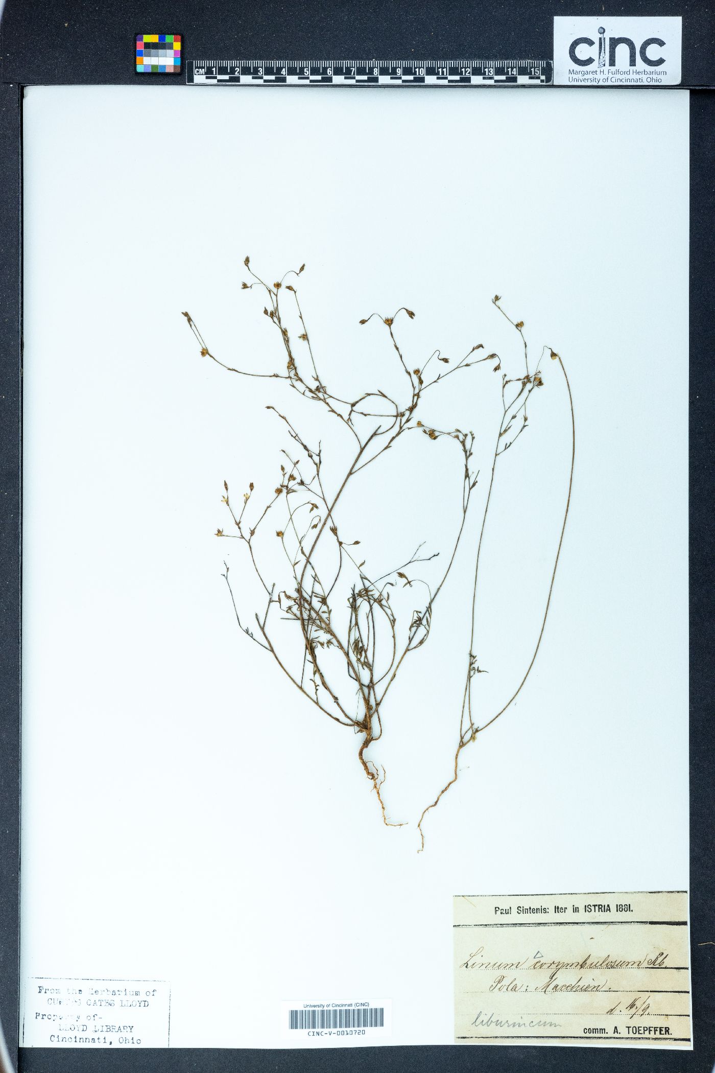 Linum corymbulosum image