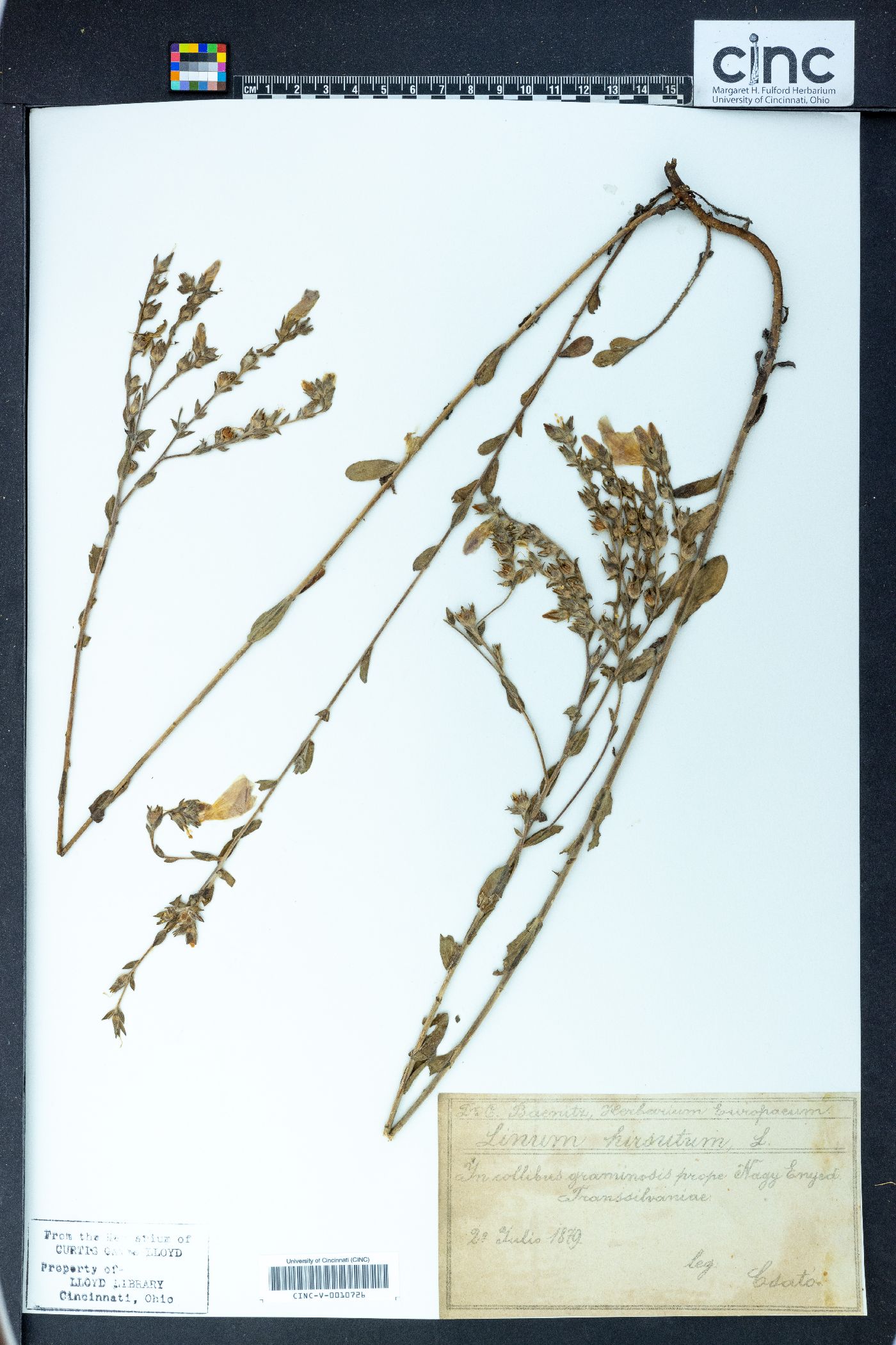 Linum corymbulosum image