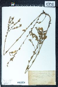 Image of Linum corymbulosum