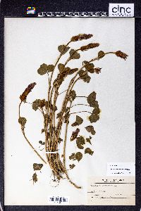 Trifolium incarnatum image