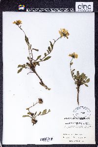 Helianthella mexicana image