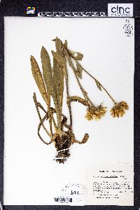 Helenium integrifolium image