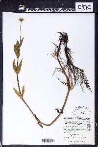 Jaegeria bellidiflora image