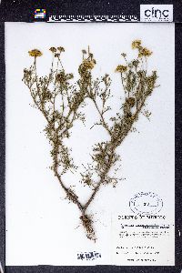 Hymenoxys chrysanthemoides image