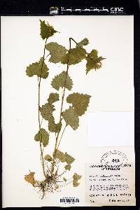 Alliaria petiolata image