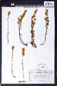 Rhodanthe charsleyae image