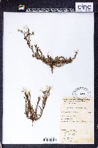 Helipterum floribundum image