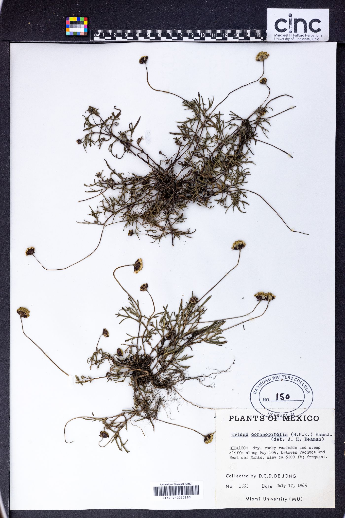 Tridax coronopifolia image