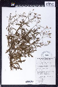 Erechtites hispidula image