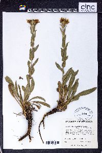 Grindelia inuloides image