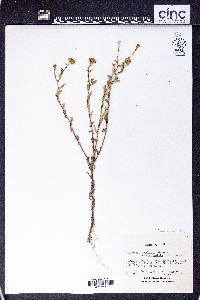 Grindelia oxylepis image