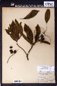 Terminalia richii image