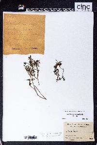 Image of Portulaca samoensis