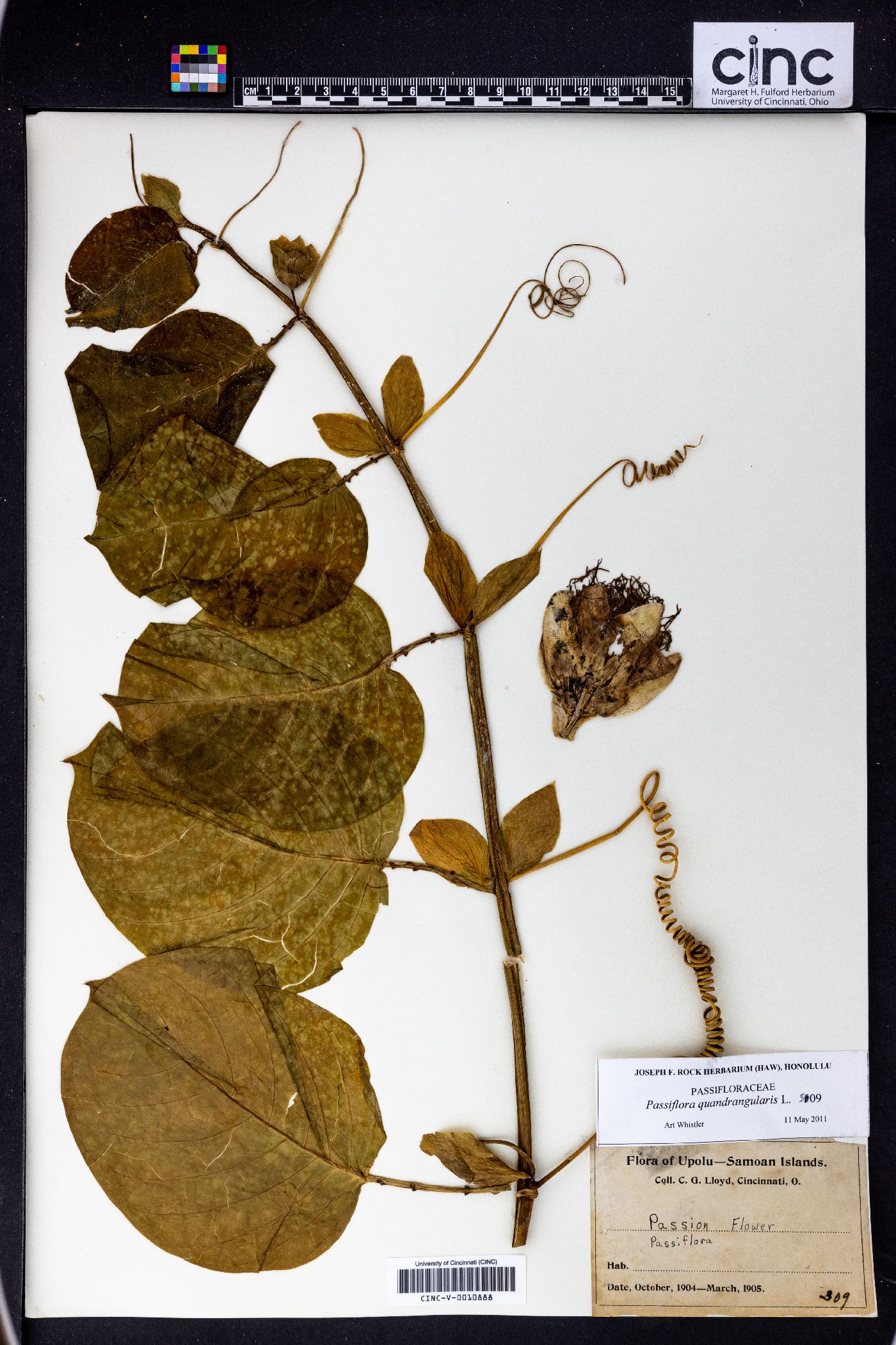 Passiflora quadrangularis image