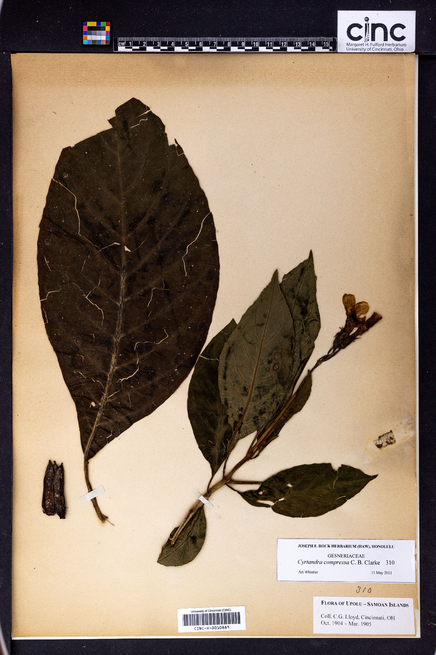 Cyrtandra compressa image