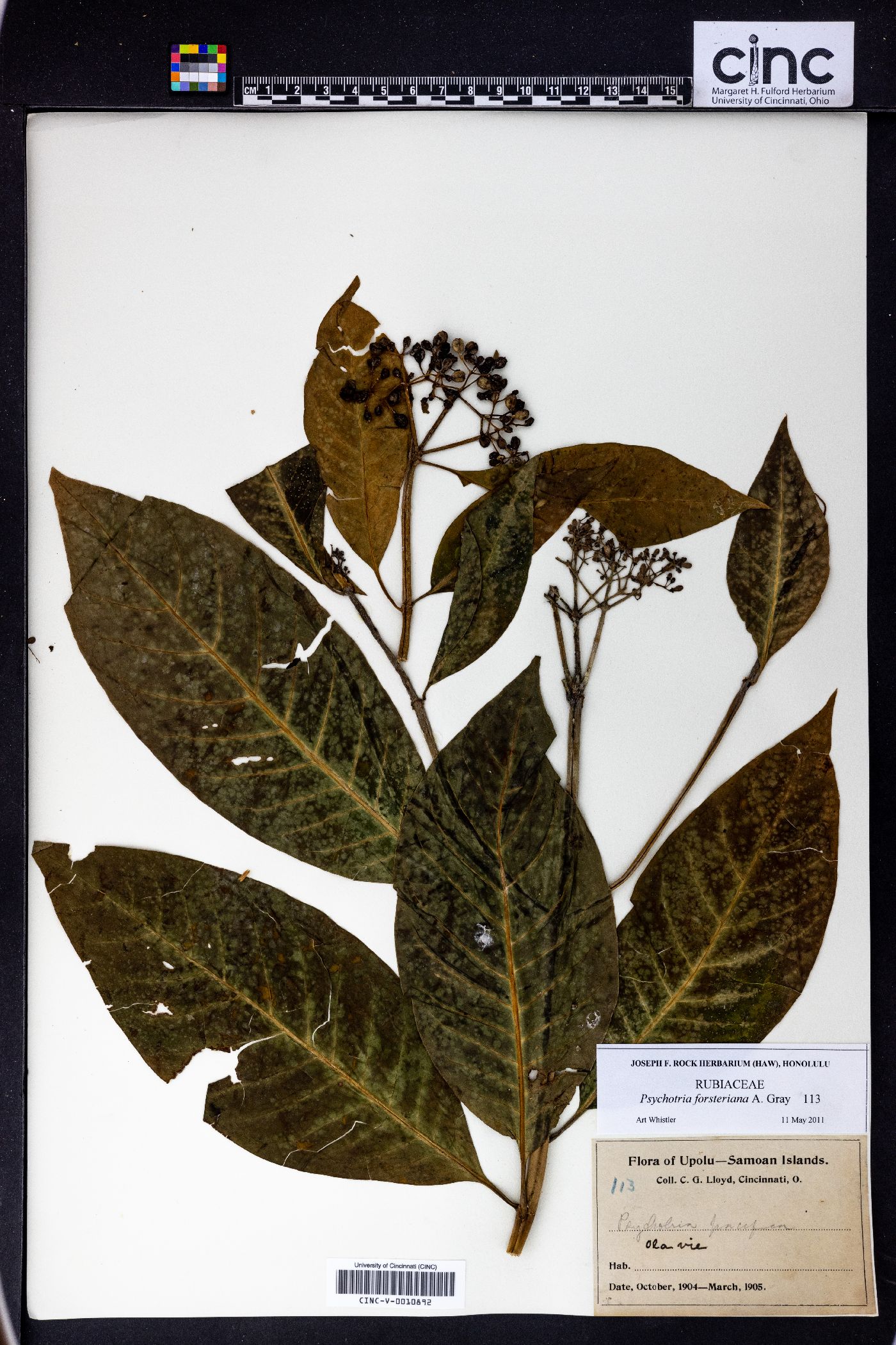 Psychotria forsteriana image