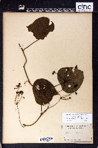 Stephania japonica var. timorensis image