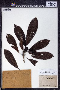 Psychotria grandistipulata image