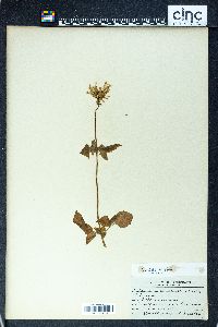 Valeriana pauciflora image