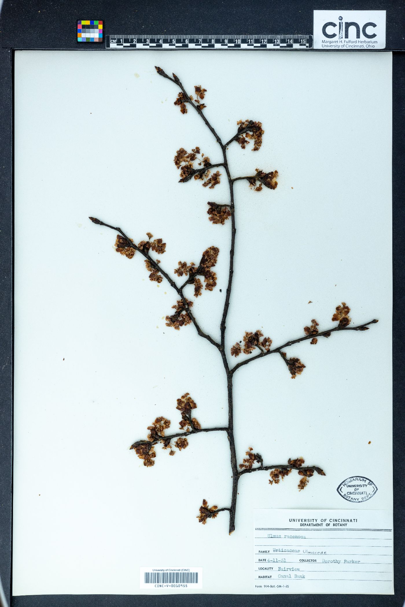 Ulmus racemosa image