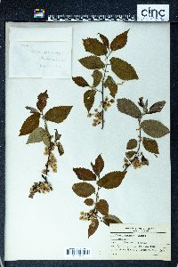 Ulmus racemosa image