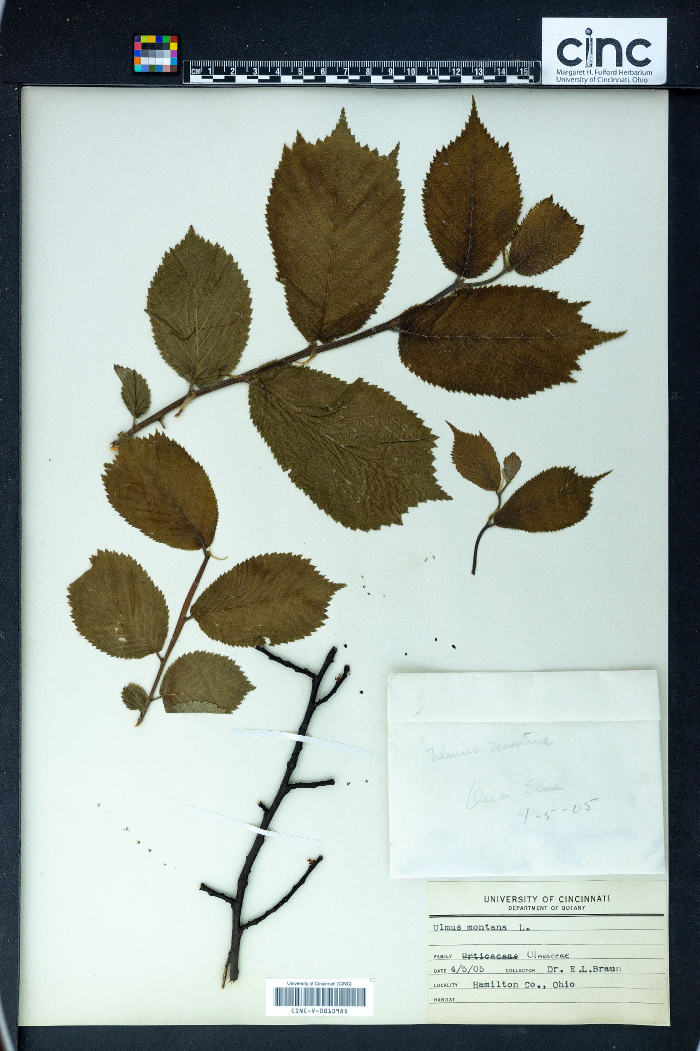 Ulmus montana image