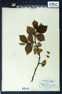 Ulmus montana image