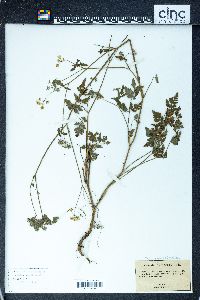 Torilis japonica image