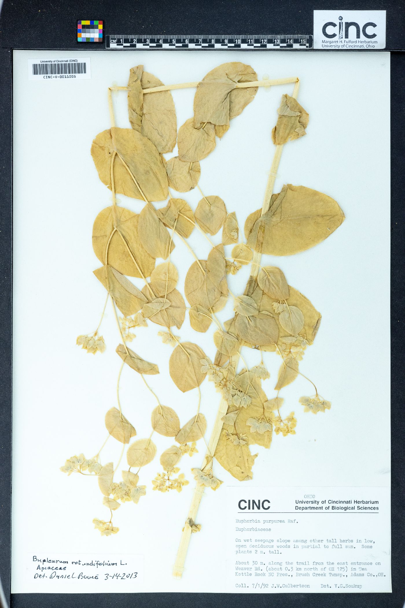 Bupleurum rotundifolium image