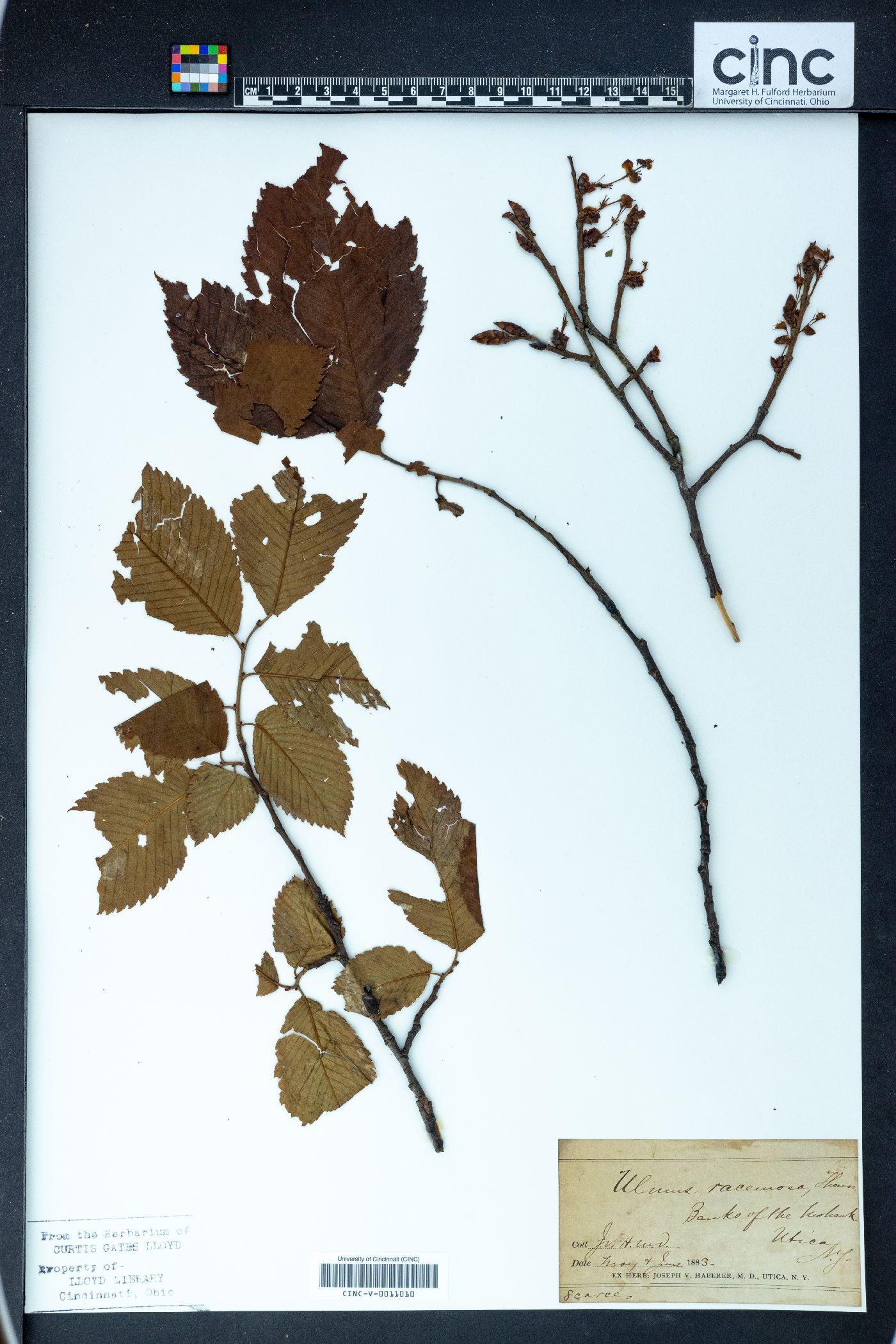 Ulmus racemosa image