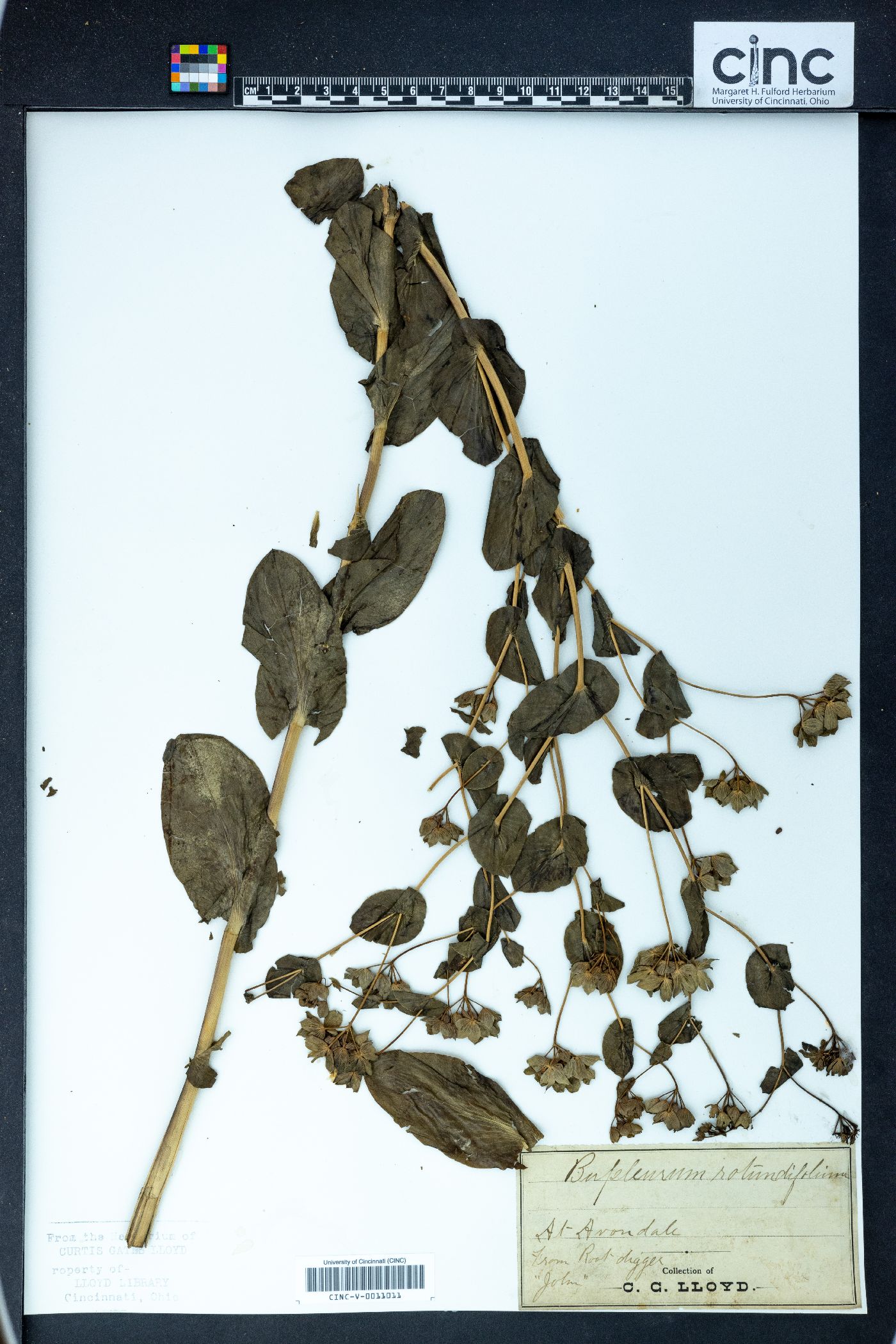 Bupleurum rotundifolium image