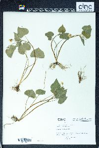 Viola pensylvanica image