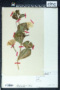 Petunia x atkinsiana image