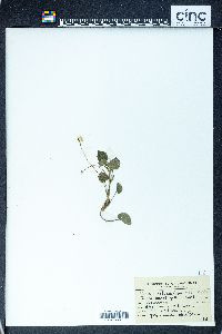 Viola rotundifolia image