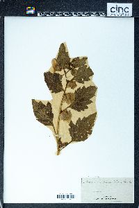 Nicandra physaloides image