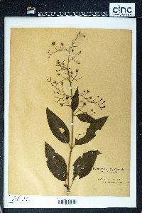 Scrophularia nodosa var. marilandica image