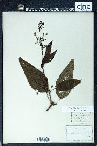 Scrophularia marilandica image