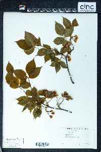 Staphylea trifolia image