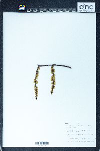 Stachyurus praecox image