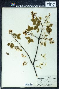 Staphylea trifolia image