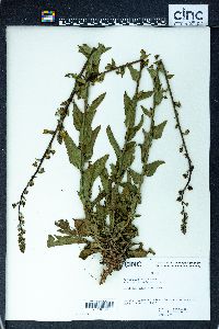 Verbascum blattaria image