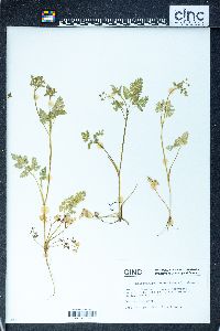 Chaerophyllum procumbens image