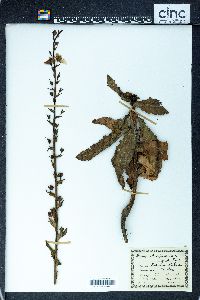 Verbascum blattaria image