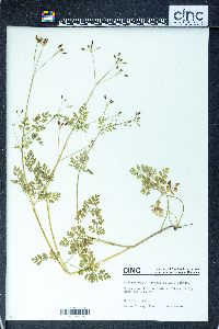 Chaerophyllum procumbens image