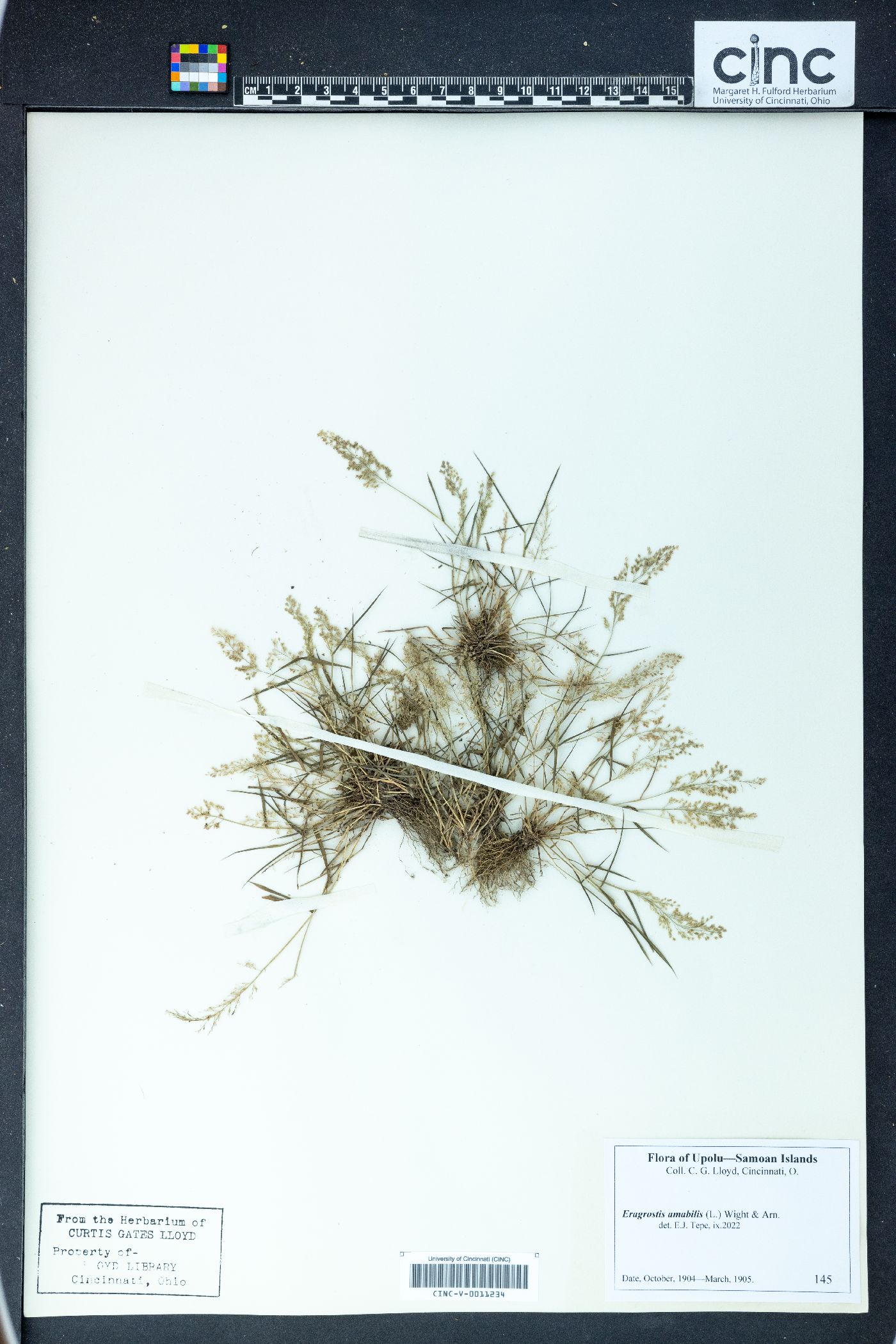 Eragrostis amabilis image