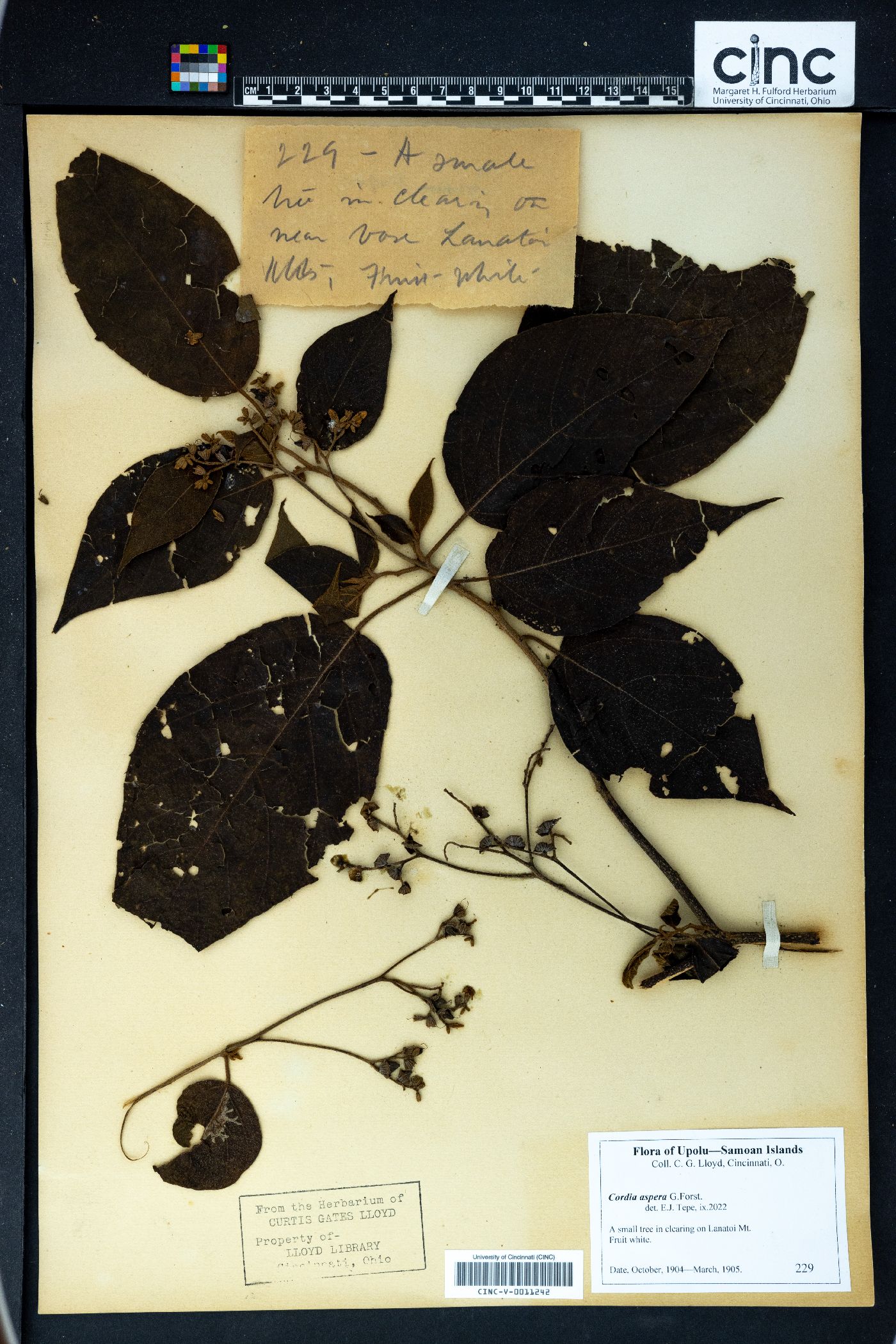 Cordia aspera image