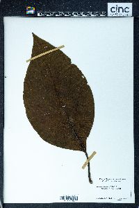 Cyrtandra compressa image